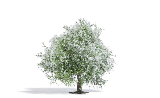Busch 3651 Apfelbaum 75, blühend - Vorbestellung 1:87