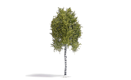 Busch 3781 Birke 170 mm, Frühling - Vorbestellung 1:87