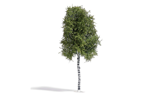 Busch 3782 Birke 170 mm, Sommer - Vorbestellung 1:87